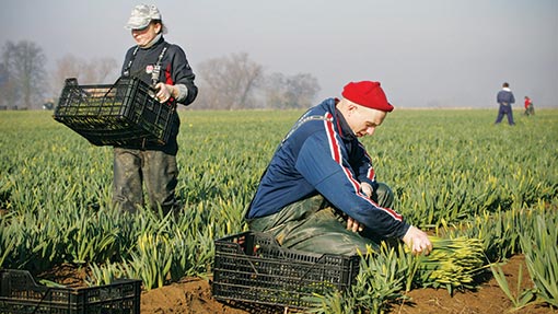 How Seasonal Work in the UK Is Changing Lives for Immigrants—These Roles Could Be Your Big Break