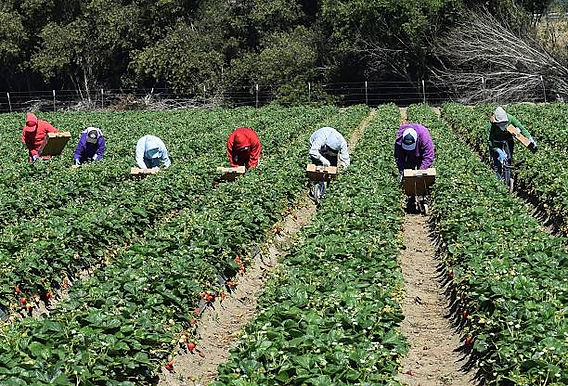 Farm Worker Jobs in the USA: Your Guide to Finding Roles with Visa Sponsorship